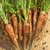Is Organic Really Important?